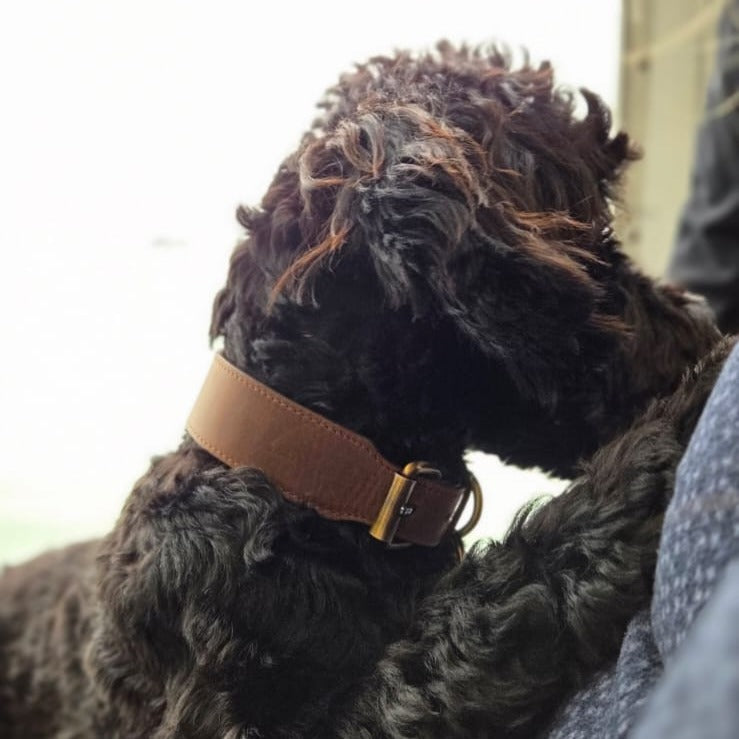 Black dog wearing a brown top grain crazy leather Dog Collar