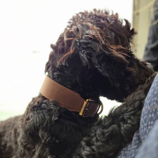 Black dog wearing a brown top grain crazy leather Dog Collar